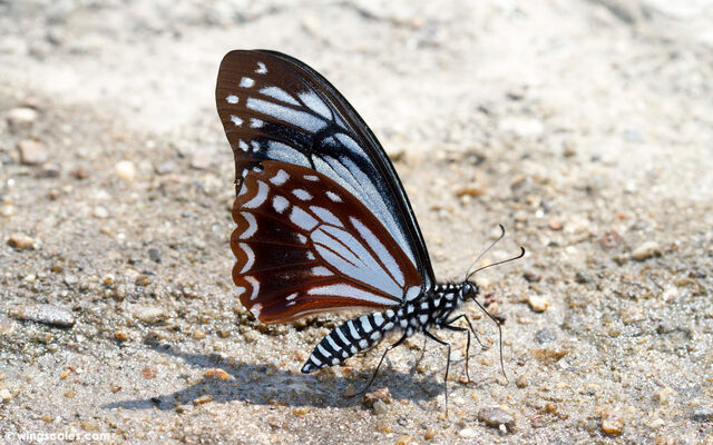 Papilio agestor agestor