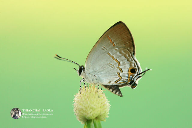 Sinthusa nasaka amba