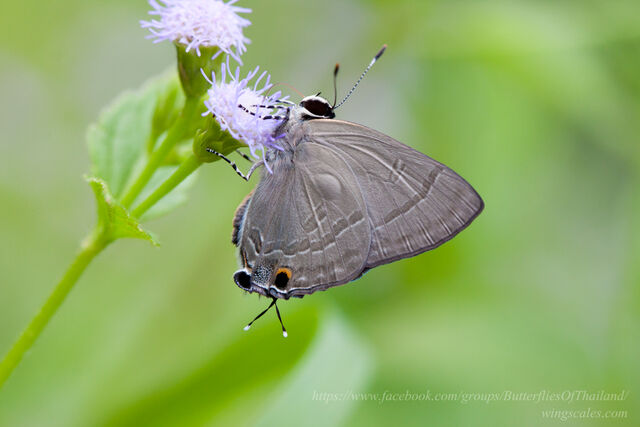 Rapala scintilla scintilla