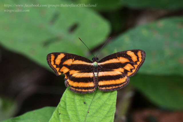 Lasippa heliodore dorelia