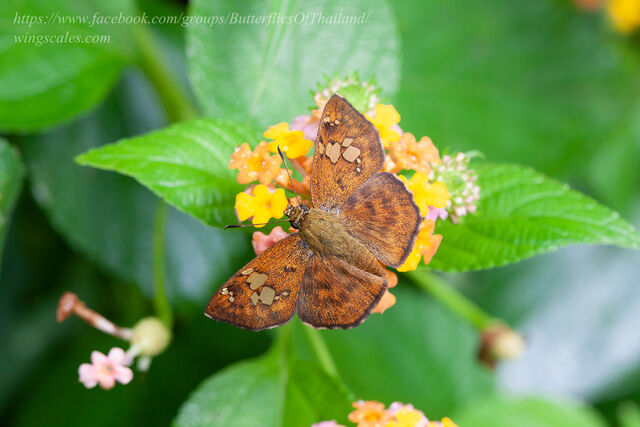 Pseudocoladenia fabia