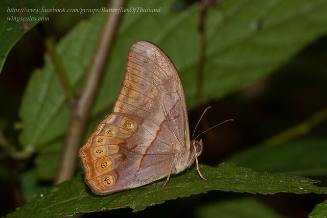 Lethe minerva tritogeneia