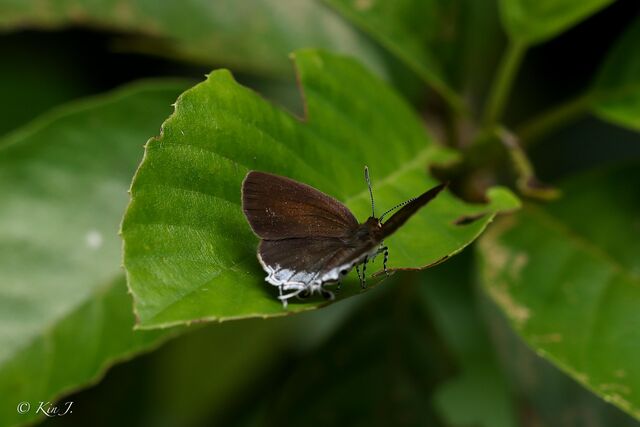 Araotes lapithis lapithis