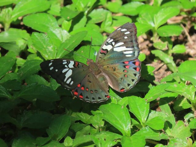 Euthalia lubentina lubentina