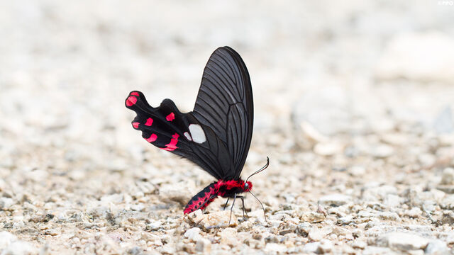 Byasa polyeuctes polyeuctes