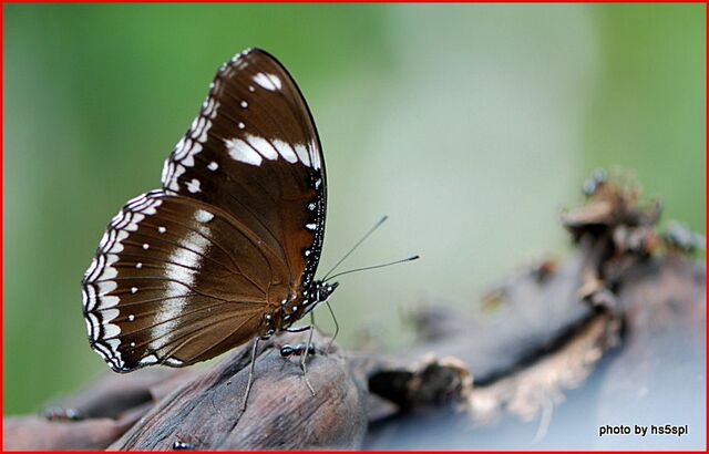 Hypolimnas bolina jacintha