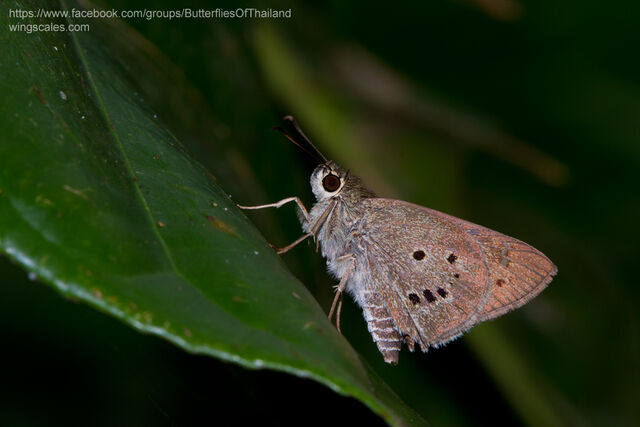 Suastus gremius gremius