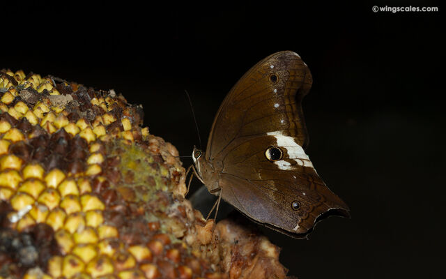 Neorina lowii neophyta