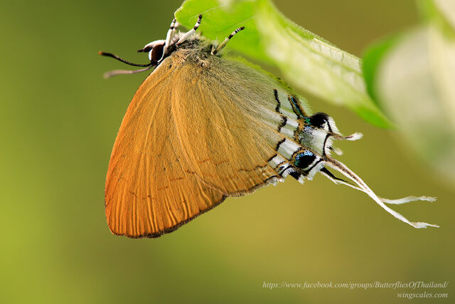 Ticherra acte liviana