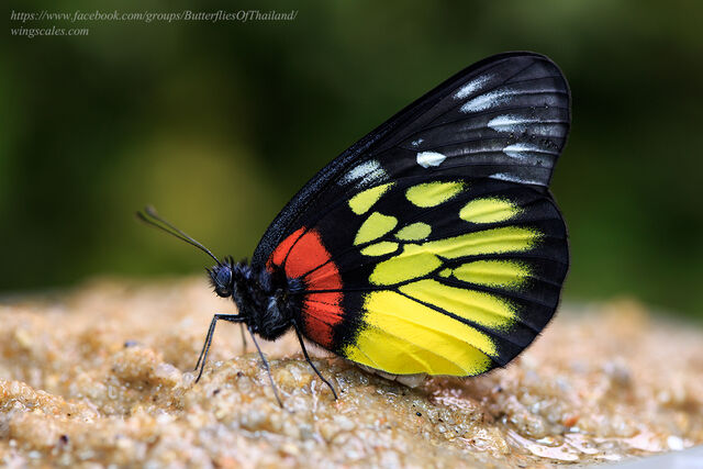 Delias pasithoe pasithoe