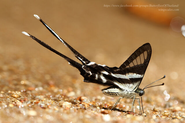 Lamproptera curius curius