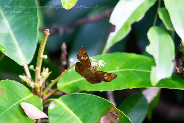 Pseudocoladenia fabia
