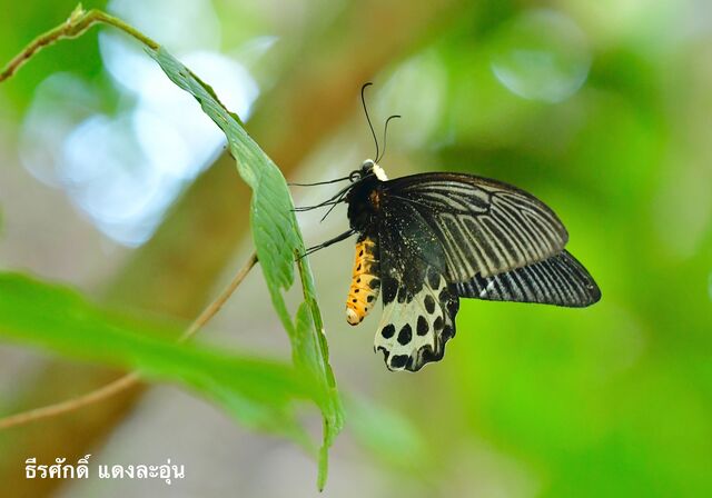 Atrophaneura sycorax egertoni