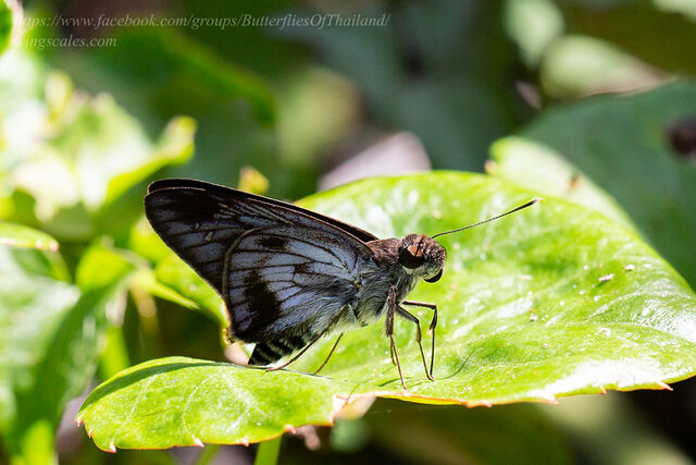 Unkana ambasa batara