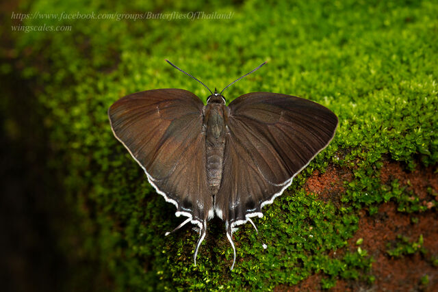 Rachana jalindra indra