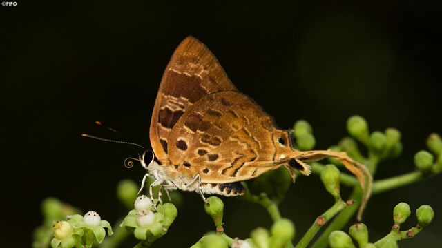 Bindahara phocides phocides