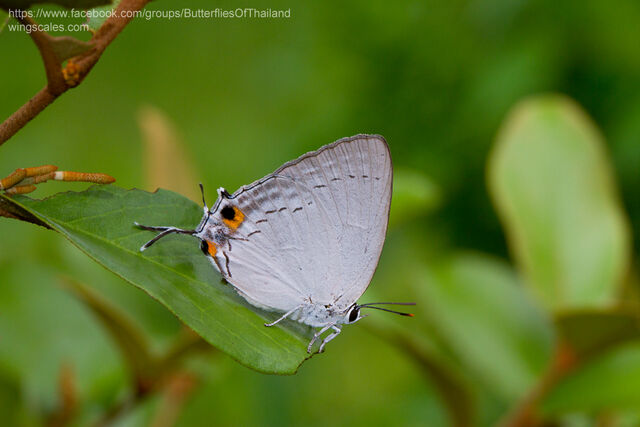 Tajuria cippus cippus