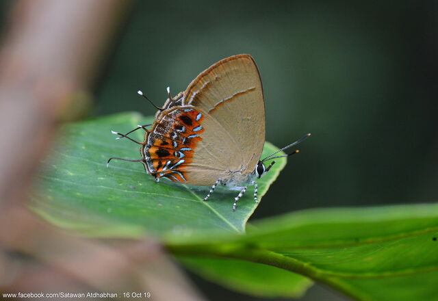 Semanga superba deliciosa