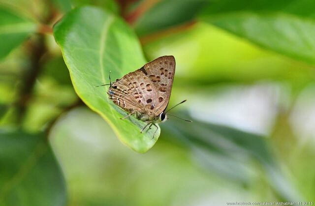 Virachola smilis smilis