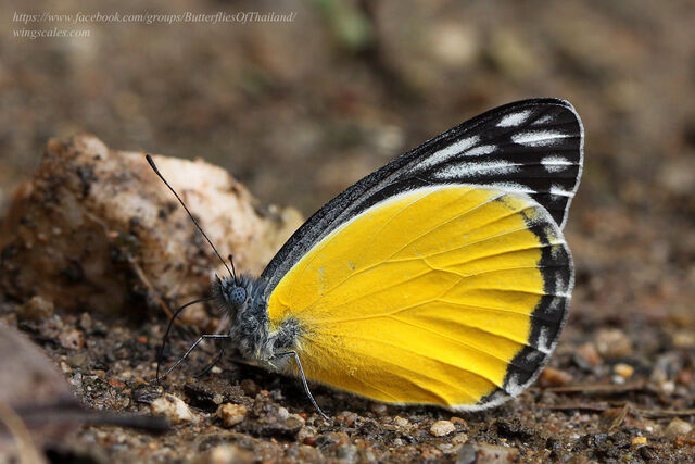 Delias agostina agostina