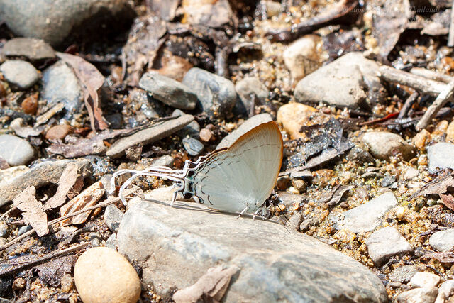 Cheritra freja evansi