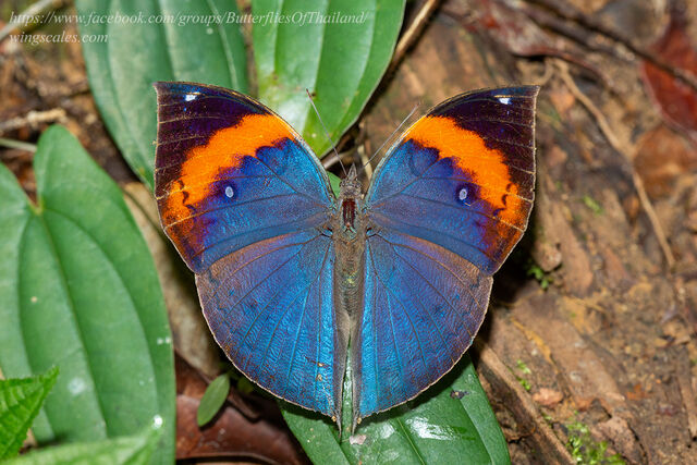 Kallima limborgii amplirufa