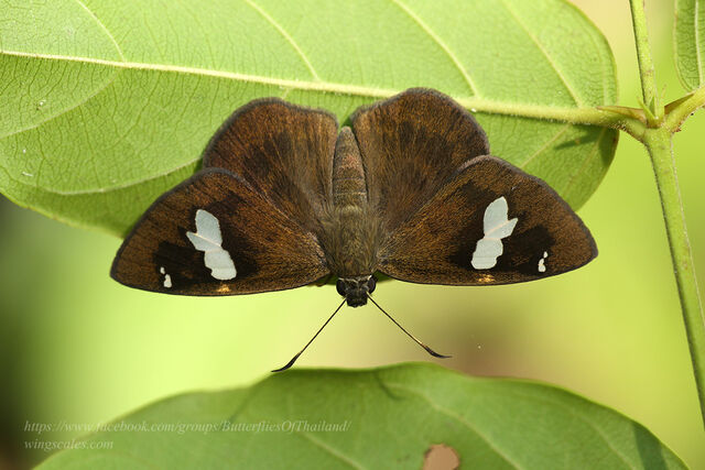 Celaenorrhinus asmara consertus
