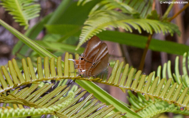 Abisara savitri savitri