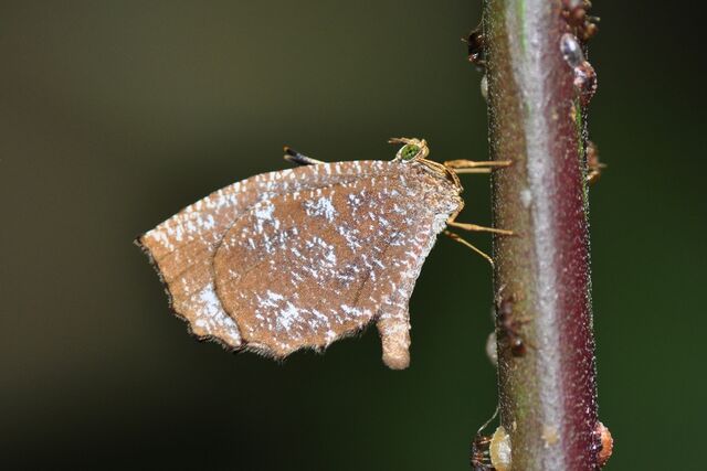 Logania malayica malayica