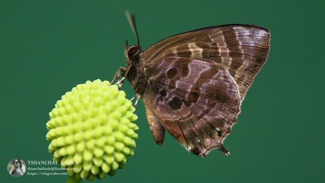 Flos fulgida fulgida