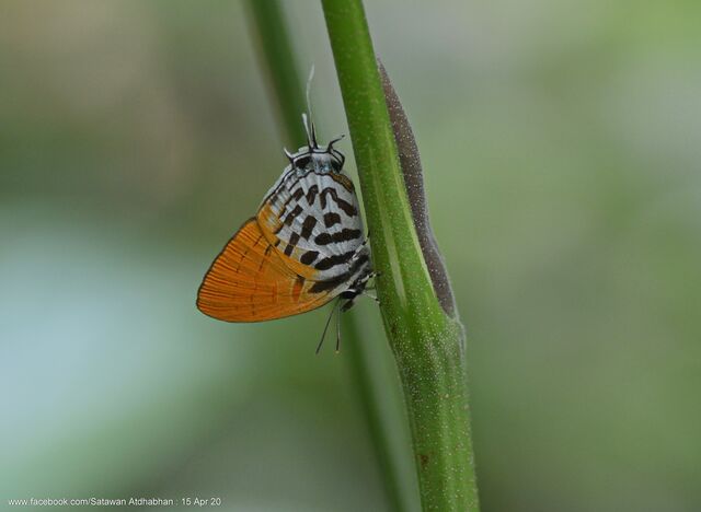 Drupadia ravindra moorei