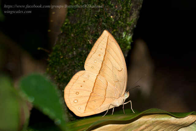 Aemona lena salweena