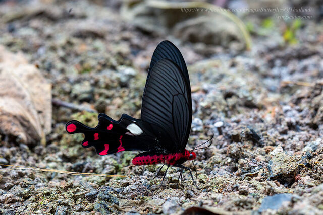 Byasa polyeuctes polyeuctes