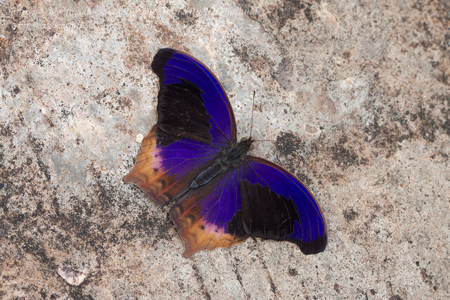 Terinos clarissa militum