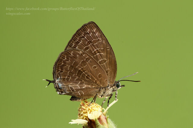 Arhopala ariana ssp.