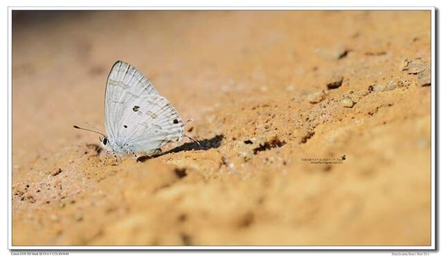 Hypolycaena kina kina