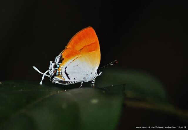 Sithon nedymond nedymond