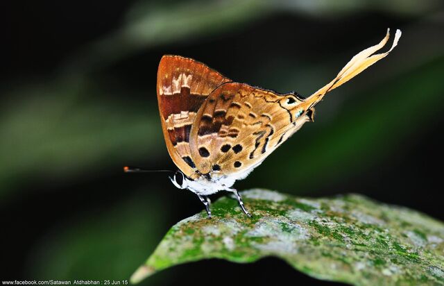 Bindahara phocides phocides