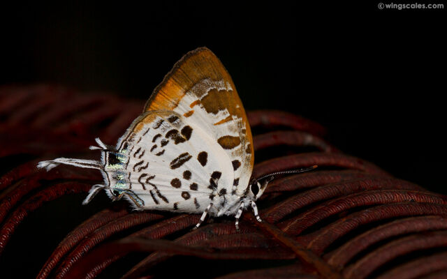 Drupadia estella semperna