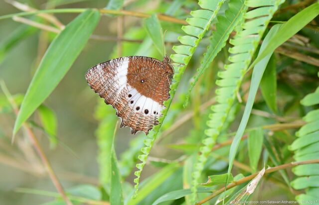 Elymnias dara darina