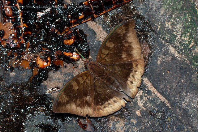 Euthalia eriphylae chula