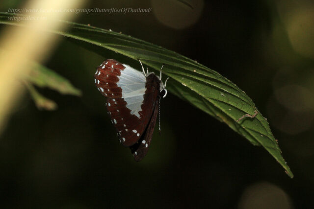 Stiboges nymphidia nymphidia