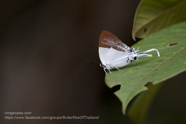 Neocheritra fabronia fabronia