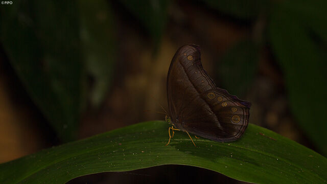 Coelites epiminthia epiminthia