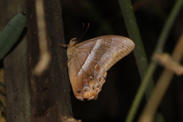 Lethe mekara crijnana