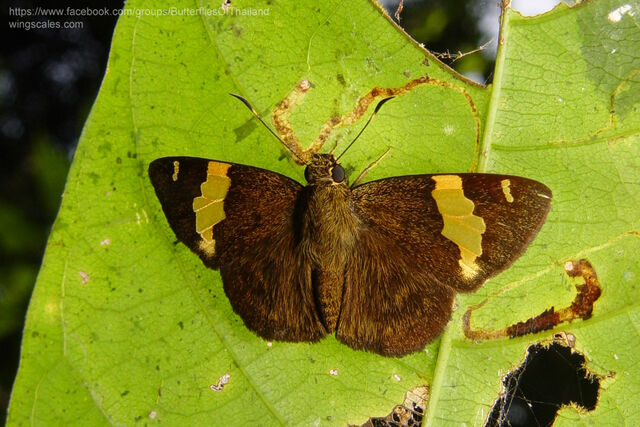 Celaenorrhinus andamanicus hanna