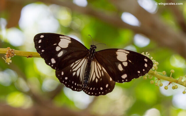 Euploea radamanthus radamanthus