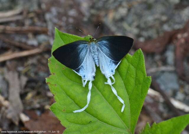Hypolycaena amasa maximinianus