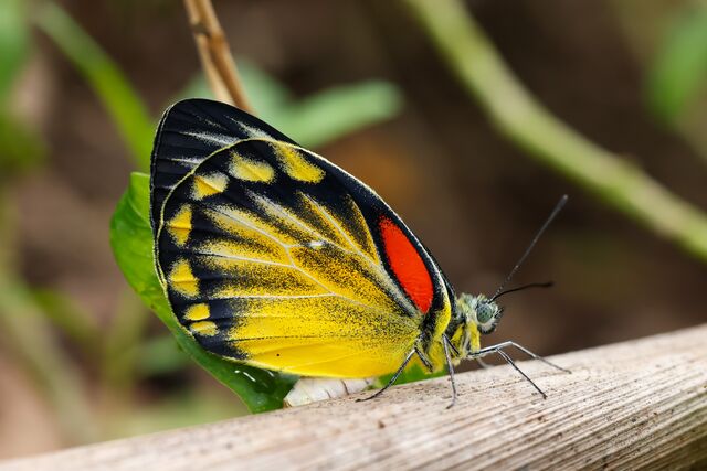 Delias descombesi descombesi