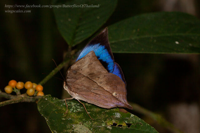 Zeuxidia doubledayi doubledayi